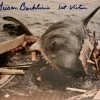 Iconsofboxing.com JAWS 1st Victim Autographed 8x10 Photo With Boat Attack In Shark JAWS